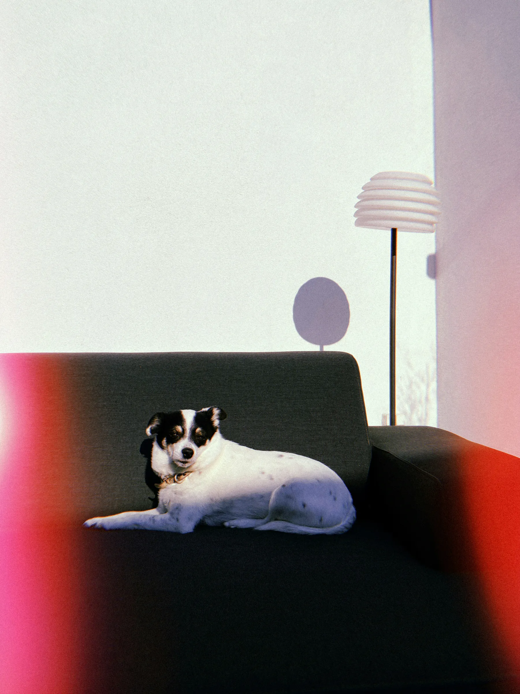 Eddie Kim somehow managed to fill the snakes